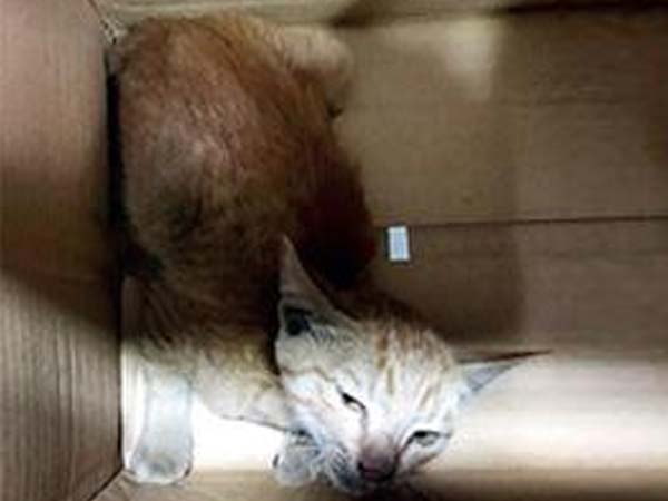 बिल्ली की जान बचाने के लिए इस व्यापारी ने अपनी मर्सिडीज को दांव पर लगा डाला