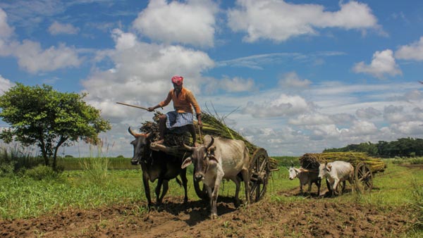 मोटर व्हीकल एक्ट 2019: बैल-गाड़ी पर ट्रैफिक फाइन 1000 रुपयें जानकारी