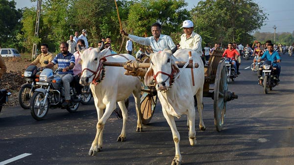 मोटर व्हीकल एक्ट 2019: बैल-गाड़ी पर ट्रैफिक फाइन 1000 रुपयें जानकारी