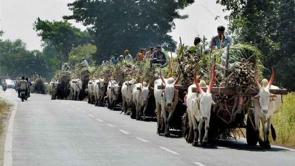 मोटर व्हीकल एक्ट 2019: बैल-गाड़ी पर ट्रैफिक फाइन 1000 रुपयें जानकारी