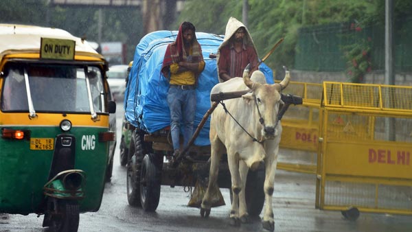 मोटर व्हीकल एक्ट 2019: बैल-गाड़ी पर ट्रैफिक फाइन 1000 रुपयें जानकारी