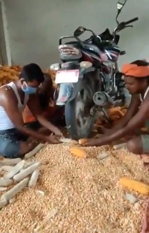 Bike Turned Into Farming Equipment: बाइक के चलते टायर से निकाल रहे थे मक्के के दाने, आनंद महिंद्रा ने की इस जुगाड़ की तारीफ