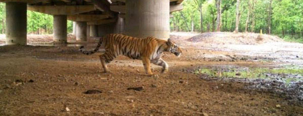 आनंद महिंद्रा ने वन्यजीवों के लिए विशेष हाईवे निर्माण का दिया सुझाव, नितिन गडकरी ने दिया जवाब आनंद महिंद्रा ने वन्यजीवों के लिए विशेष हाईवे निर्माण का दिया सुझाव, नितिन गडकरी ने दिया जवाब