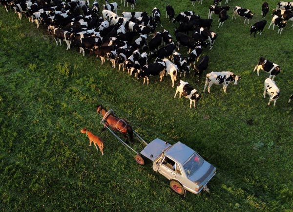 Audi 80 Converted Into Horse Buggy: चरवाहे ने ऑडी की कार को बनाया घोड़ागाड़ी, देखें तस्वीरें