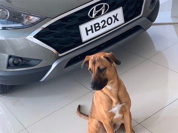 हुंडई शोरूम ने आवारा कुत्ते को बनाया सेल्समैन, दिया आईडी कार्ड और घर 