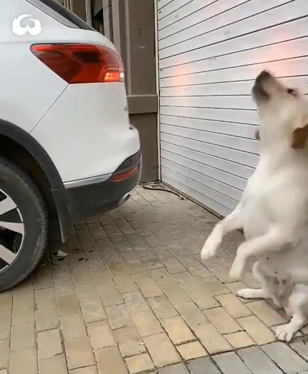 कुत्ते ने की कार पार्क करने में मालिक की मदद, आनंद महिंद्रा ने शेयर किया वीडियो कुत्ते ने की कार पार्क करने में मालिक की मदद, आनंद महिंद्रा ने शेयर किया वीडियो