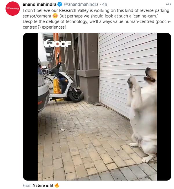 कुत्ते ने की कार पार्क करने में मालिक की मदद, आनंद महिंद्रा ने शेयर किया वीडियो कुत्ते ने की कार पार्क करने में मालिक की मदद, आनंद महिंद्रा ने शेयर किया वीडियो