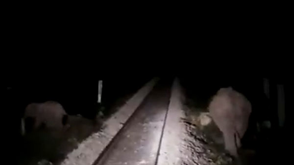 Train Stopped To Save Lives Of Elephants: तीन हाथियों की जान बचाने के लिए लोको पायलट ने रोकी ट्रेन