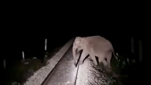 Train Stopped To Save Lives Of Elephants: तीन हाथियों की जान बचाने के लिए लोको पायलट ने रोकी ट्रेन