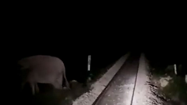 Train Stopped To Save Lives Of Elephants: तीन हाथियों की जान बचाने के लिए लोको पायलट ने रोकी ट्रेन
