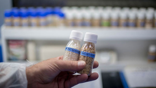 Car Parts Made From Rice Husk: यह कार कंपनी चावल के भूसे से बनाएगी कारों के पार्ट्स, जानें