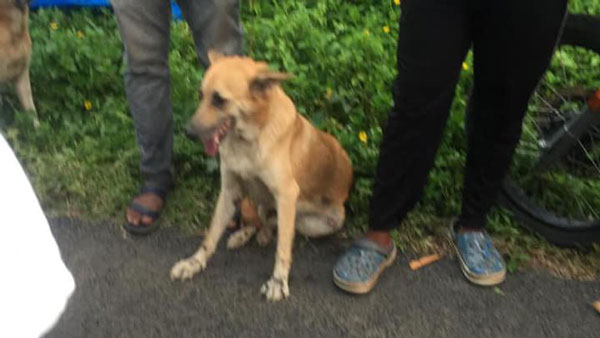 Kerala Driver Drags Dog For 2Km, Arrested: केरल के ड्राइवर ने कुत्ते को कार से बांधकर 2 किलोमीटर खींचा, पुलिस ने की कार जब्त