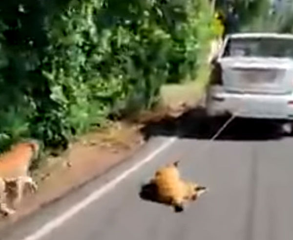 Kerala Driver Drags Dog For 2Km, Arrested: केरल के ड्राइवर ने कुत्ते को कार से बांधकर 2 किलोमीटर खींचा, पुलिस ने की कार जब्त