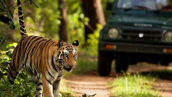 ओवस्पीडिंग की वजह से बेजुबान बाघ ने गंवाई अपनी जान, पुलिस ने कार की सीज