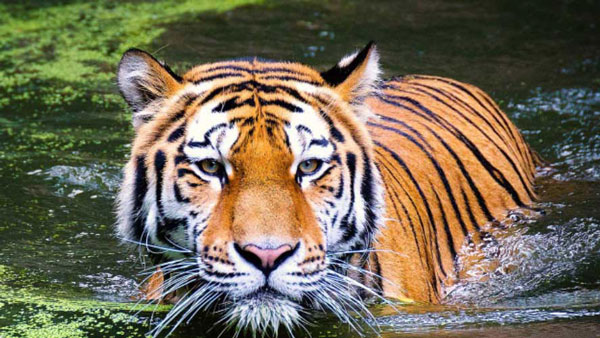 ओवस्पीडिंग की वजह से बेजुबान बाघ ने गंवाई अपनी जान, पुलिस ने कार की सीज