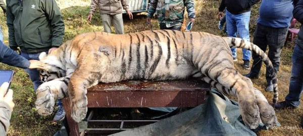 ओवस्पीडिंग की वजह से बेजुबान बाघ ने गंवाई अपनी जान, पुलिस ने कार की सीज