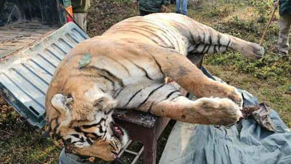 ओवस्पीडिंग की वजह से बेजुबान बाघ ने गंवाई अपनी जान, पुलिस ने कार की सीज