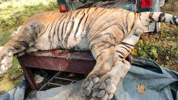 ओवस्पीडिंग की वजह से बेजुबान बाघ ने गंवाई अपनी जान, पुलिस ने कार की सीज