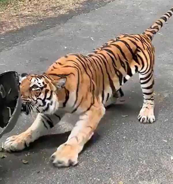 खेल-खेल में बंगाल टाइगर ने महिंद्रा जाइलो को खींचा, देखें हैरान करने वाला वीडियो खेल-खेल में बंगाल टाइगर ने महिंद्रा जाइलो को खींचा, देखें हैरान करने वाला वीडियो