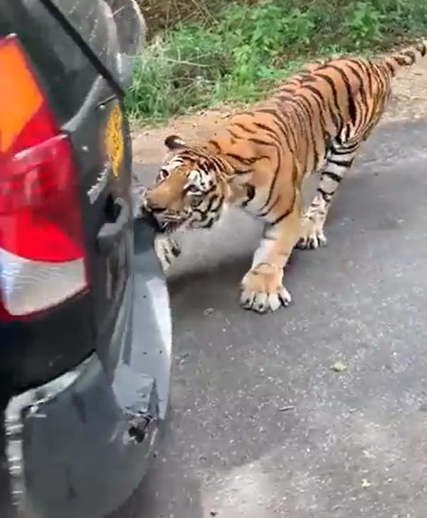 खेल-खेल में बंगाल टाइगर ने महिंद्रा जाइलो को खींचा, देखें हैरान करने वाला वीडियो खेल-खेल में बंगाल टाइगर ने महिंद्रा जाइलो को खींचा, देखें हैरान करने वाला वीडियो