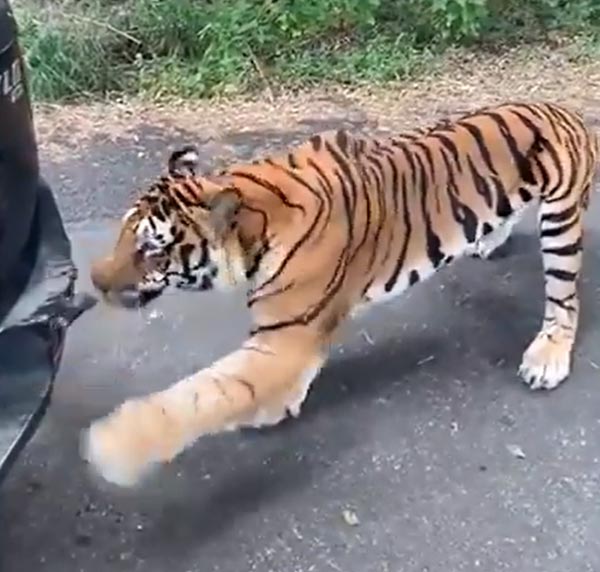 खेल-खेल में बंगाल टाइगर ने महिंद्रा जाइलो को खींचा, देखें हैरान करने वाला वीडियो खेल-खेल में बंगाल टाइगर ने महिंद्रा जाइलो को खींचा, देखें हैरान करने वाला वीडियो