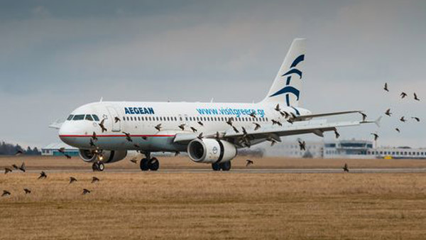 Bird Strike On Aeroplanes: उड़ते विमान से पक्षियों के टकराने पर होता है ये हाल, कैसे करते हैं बचाव? जानें Bird Strike On Aeroplanes: उड़ते विमान से पक्षियों के टकराने पर होता है ये हाल, कैसे करते हैं बचाव? जानें