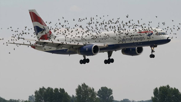 Bird Strike On Aeroplanes: उड़ते विमान से पक्षियों के टकराने पर होता है ये हाल, कैसे करते हैं बचाव? जानें Bird Strike On Aeroplanes: उड़ते विमान से पक्षियों के टकराने पर होता है ये हाल, कैसे करते हैं बचाव? जानें