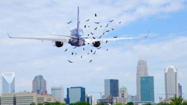 Bird Strike On Aeroplanes: उड़ते विमान से पक्षियों के टकराने पर होता है ये हाल, कैसे करते हैं बचाव? जानें Bird Strike On Aeroplanes: उड़ते विमान से पक्षियों के टकराने पर होता है ये हाल, कैसे करते हैं बचाव? जानें