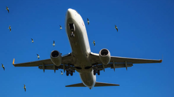 Bird Strike On Aeroplanes: उड़ते विमान से पक्षियों के टकराने पर होता है ये हाल, कैसे करते हैं बचाव? जानें Bird Strike On Aeroplanes: उड़ते विमान से पक्षियों के टकराने पर होता है ये हाल, कैसे करते हैं बचाव? जानें