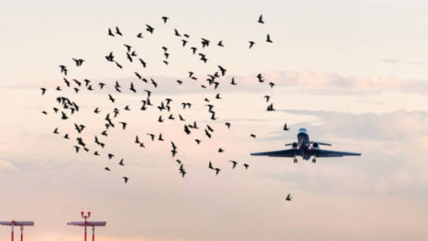 Bird Strike On Aeroplanes: उड़ते विमान से पक्षियों के टकराने पर होता है ये हाल, कैसे करते हैं बचाव? जानें Bird Strike On Aeroplanes: उड़ते विमान से पक्षियों के टकराने पर होता है ये हाल, कैसे करते हैं बचाव? जानें