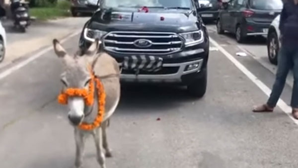 Ford Endeavour के मालिक ने गधे से खिंचवाई अपनी कार, सामने आया घटना का वायरल वीडियो