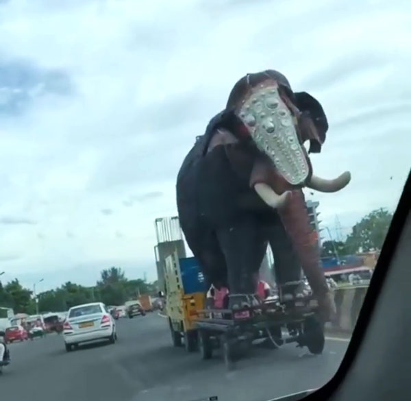 ‘बड़े हाथी’ ने की ‘छोटे हाथी’ की सवारी, खतरे में पड़ी लोगों की जान; इंटरनेट पर वायरल हुआ वीडियो