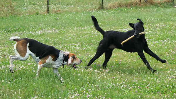 चलती गाड़ी के पीछे क्यों भागने लगते हैं कुत्ते? जानिए इसके पीछे की वजह 