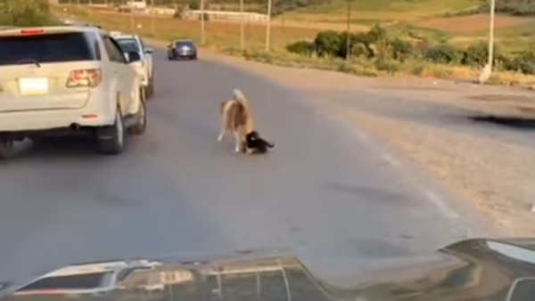 चलती गाड़ी के पीछे क्यों भागने लगते हैं कुत्ते? जानिए इसके पीछे की वजह 