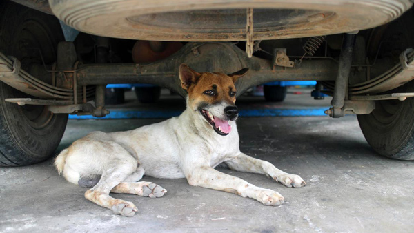 रतन टाटा ने लोगों को दी मॉनसून टिप्स, कार चलाने से पहले जरूर करें यह काम