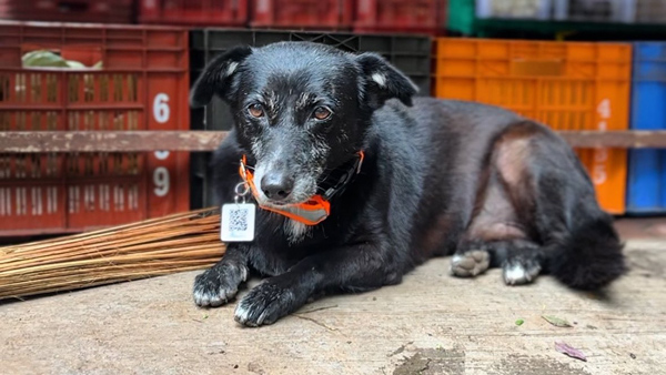 रतन टाटा ने लोगों को दी मॉनसून टिप्स, कार चलाने से पहले जरूर करें यह काम