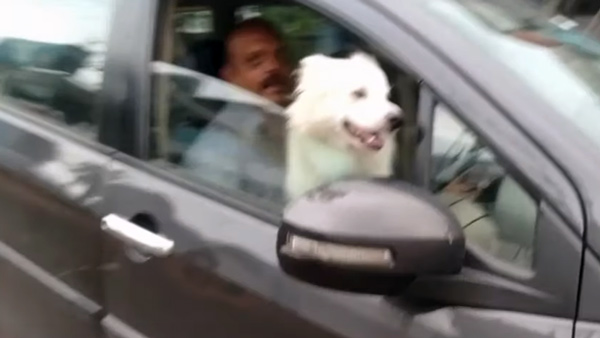 Man Driving with Dog on Lap