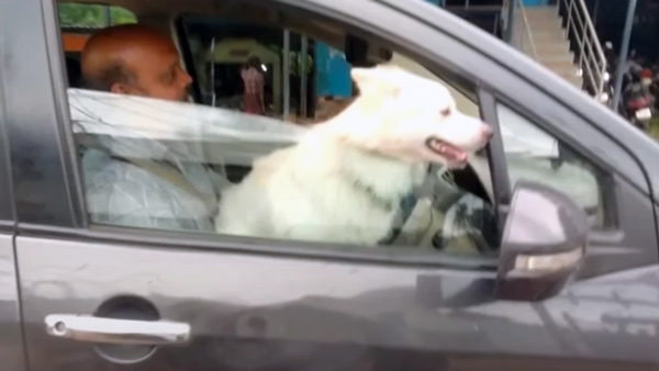Man Driving with Dog on Lap