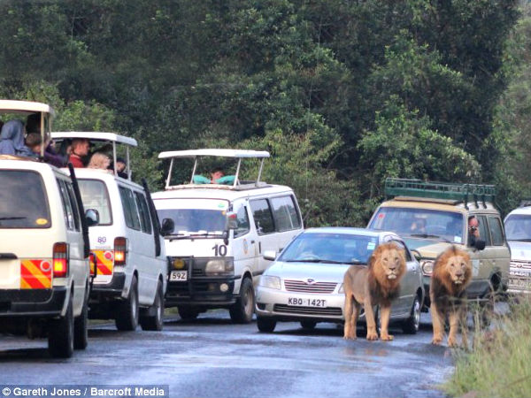 Lions Invade Highway