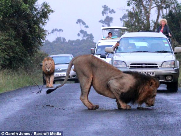 Lions Invade Highway
