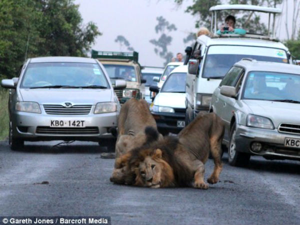 Lions Invade Highway