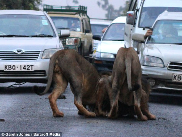 Lions Invade Highway