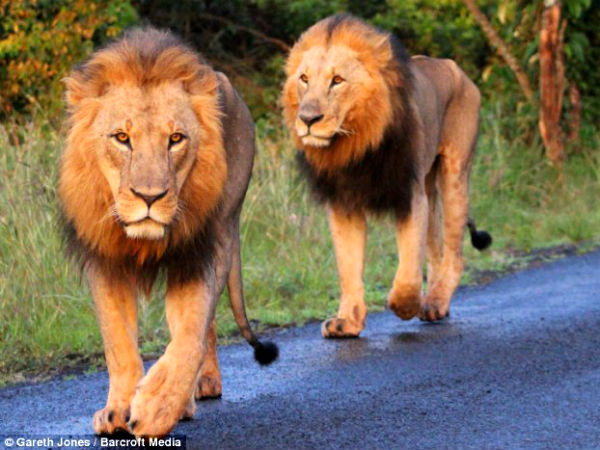 Lions Invade Highway