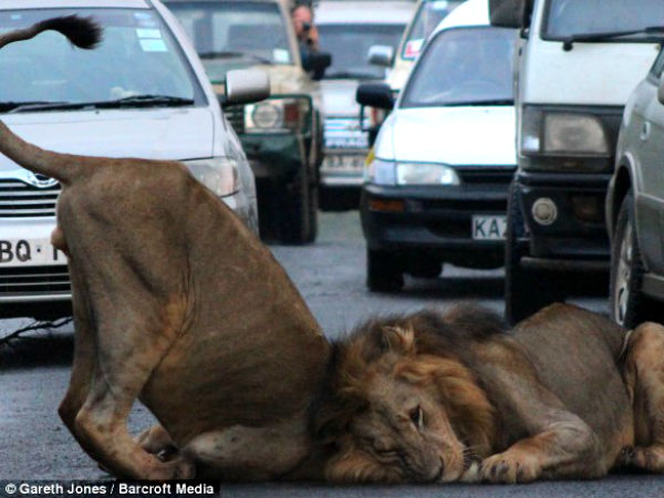 Lions Invade Highway