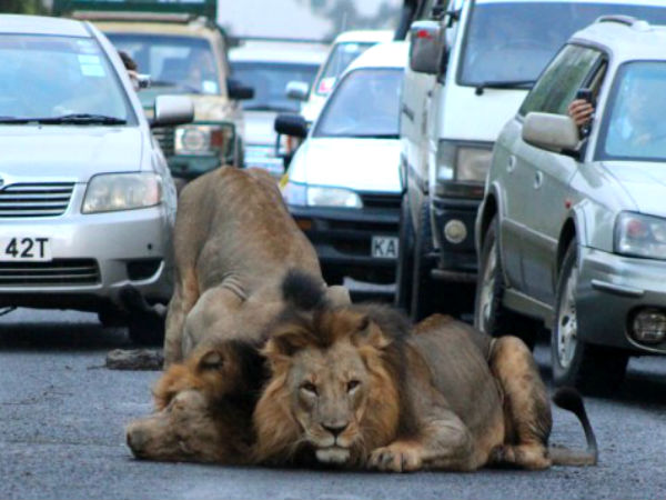 Lions Invade Highway
