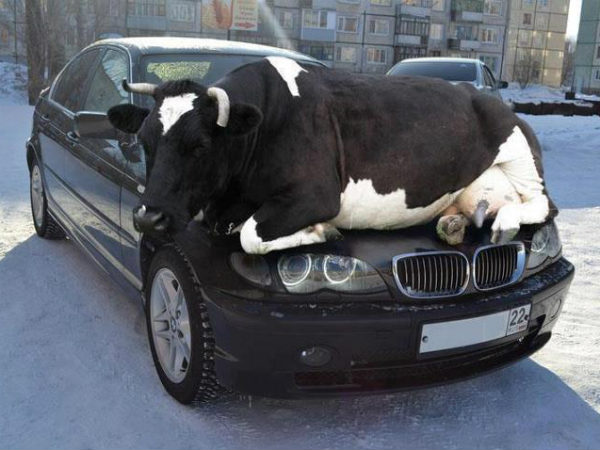 Myth: Warm up the engine before you get going