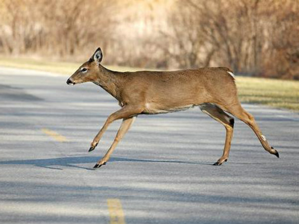 Interesting Auto Facts You Probably Did Not Know