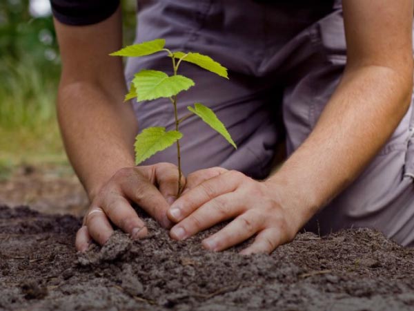 telangana traffic violators to plant tree