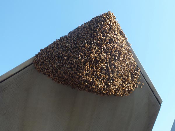 Honey Bees Set Up Home In F-22 Raptor