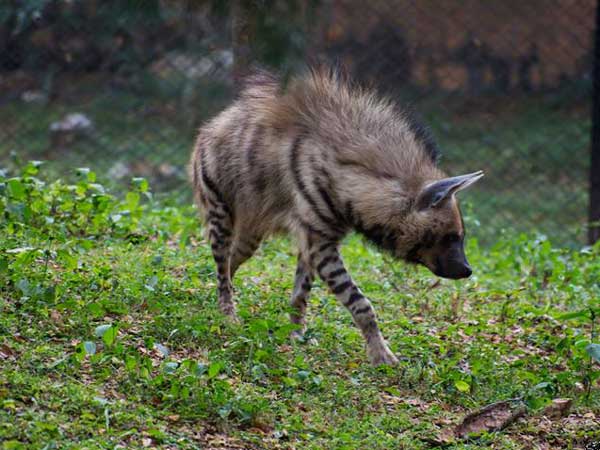 Lion Attacks Car At Bannerghatta National Park — Here's How It Can Be Avoided Lion Attacks Car At Bannerghatta National Park — Here's How It Can Be Avoided